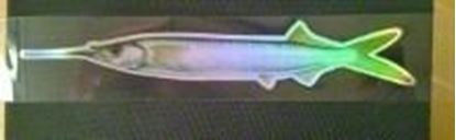 Picture of Fish Razr FR214 CustomZ Dredge