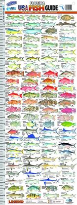 Picture of AFN Florida USA Fish Guide Ruler
