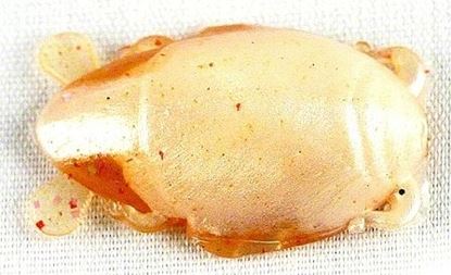 Picture of Berkley Gulp!® Sand Flea Crab