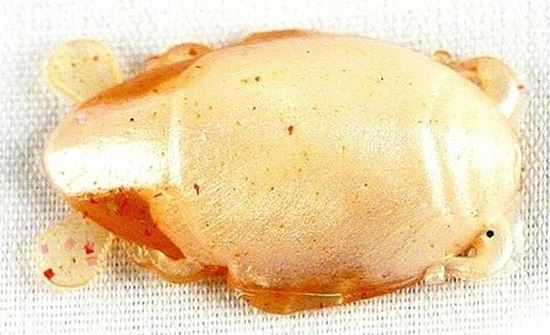 Picture of Berkley Gulp!® Sand Flea Crab