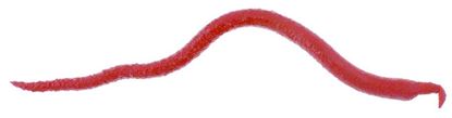 Picture of Berkley Gulp!® Extruded Bloodworm