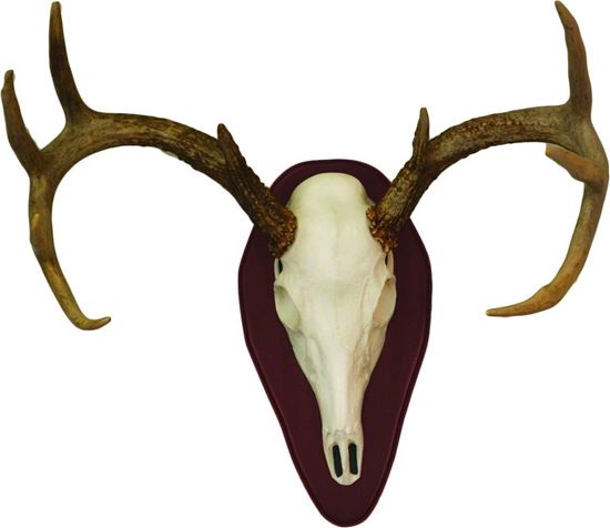 Picture of Hunters Specialties 01637 European Half Skull Deer Mounting Kit