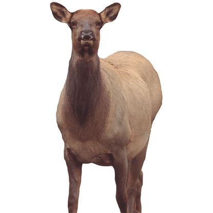 Picture of Montana Decoy Eichler Elk